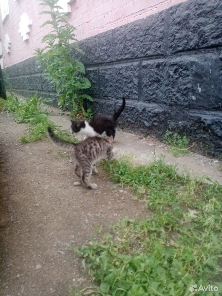 Милые котики купить на Зозу.ру - фотография № 3