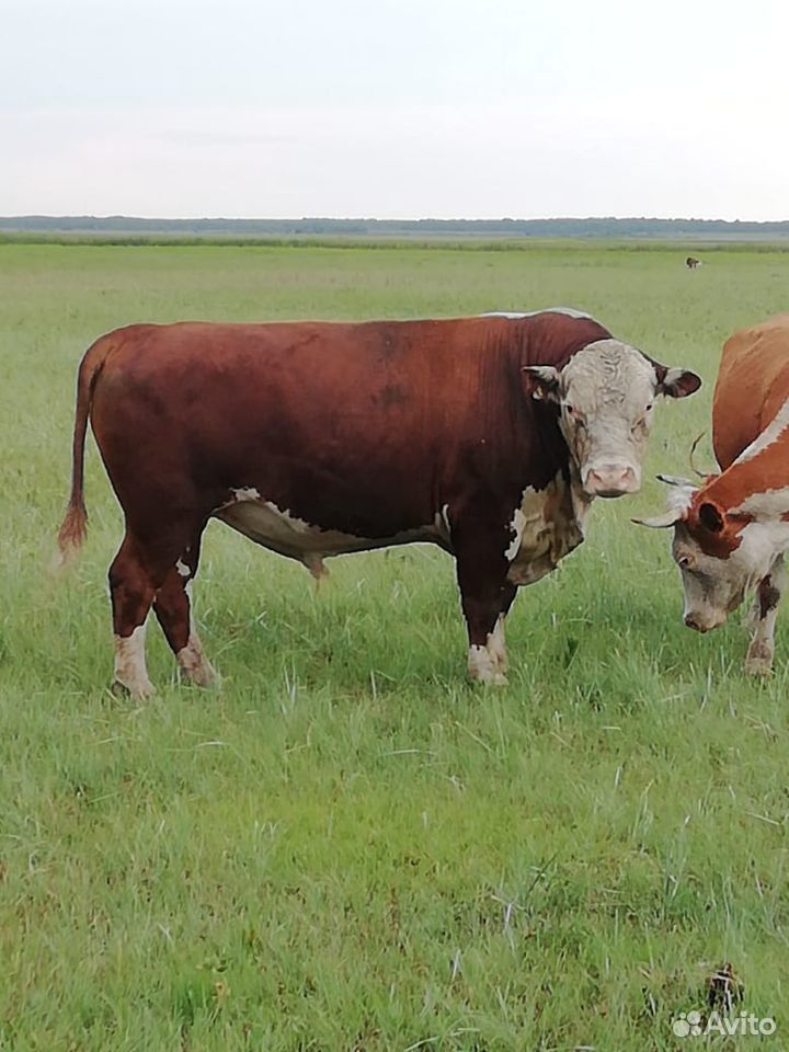 Бык производитель герефорд 3 года. 3 быка на мясо купить на Зозу.ру - фотография № 3
