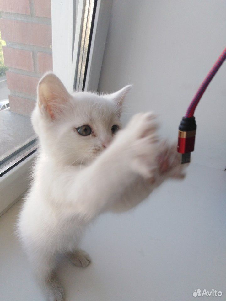 Белый котик с голубыми глазками Турецкой ангоры купить на Зозу.ру - фотография № 3
