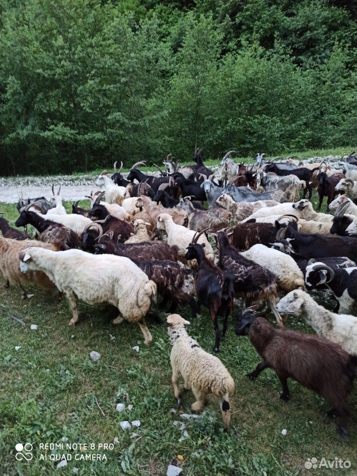 Овцы и козы в круг купить на Зозу.ру - фотография № 3