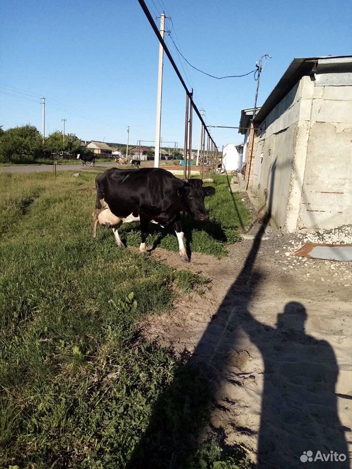 Корова купить на Зозу.ру - фотография № 1