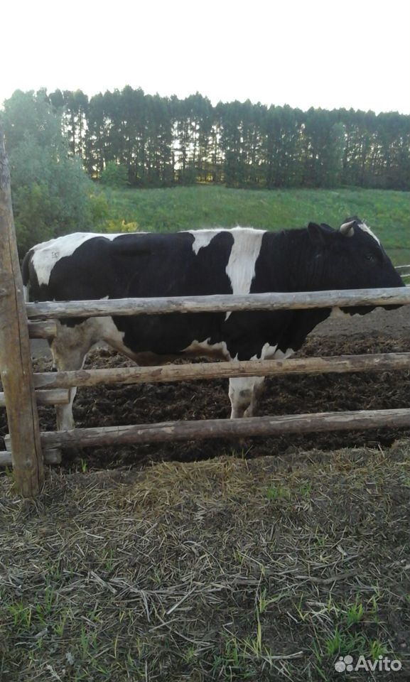 Крс бык купить на Зозу.ру - фотография № 2