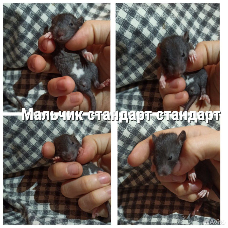 Крысята ищут дом купить на Зозу.ру - фотография № 4