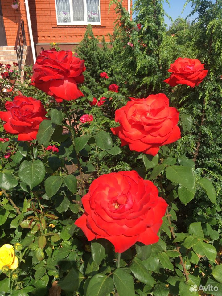 Продам розы купить на Зозу.ру - фотография № 4