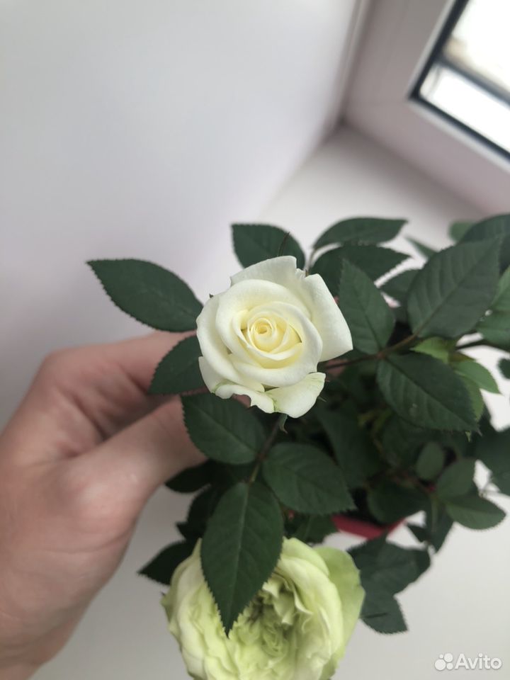Роза белая купить на Зозу.ру - фотография № 1