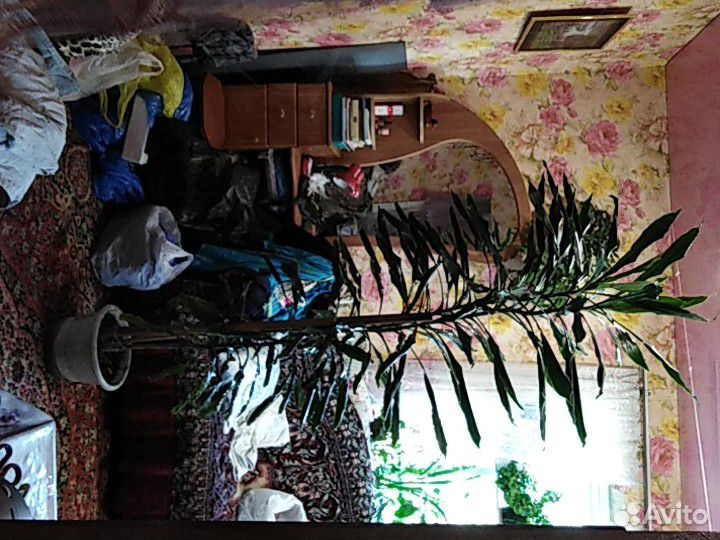 Огромное комнатное растение купить на Зозу.ру - фотография № 3