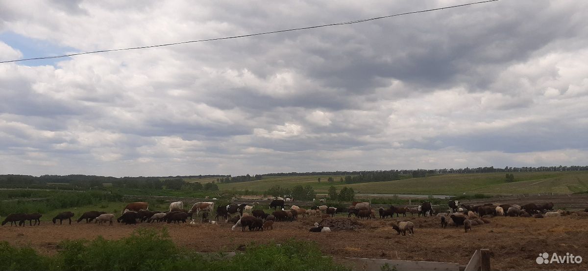 Овцы бараны козы козлы купить на Зозу.ру - фотография № 1