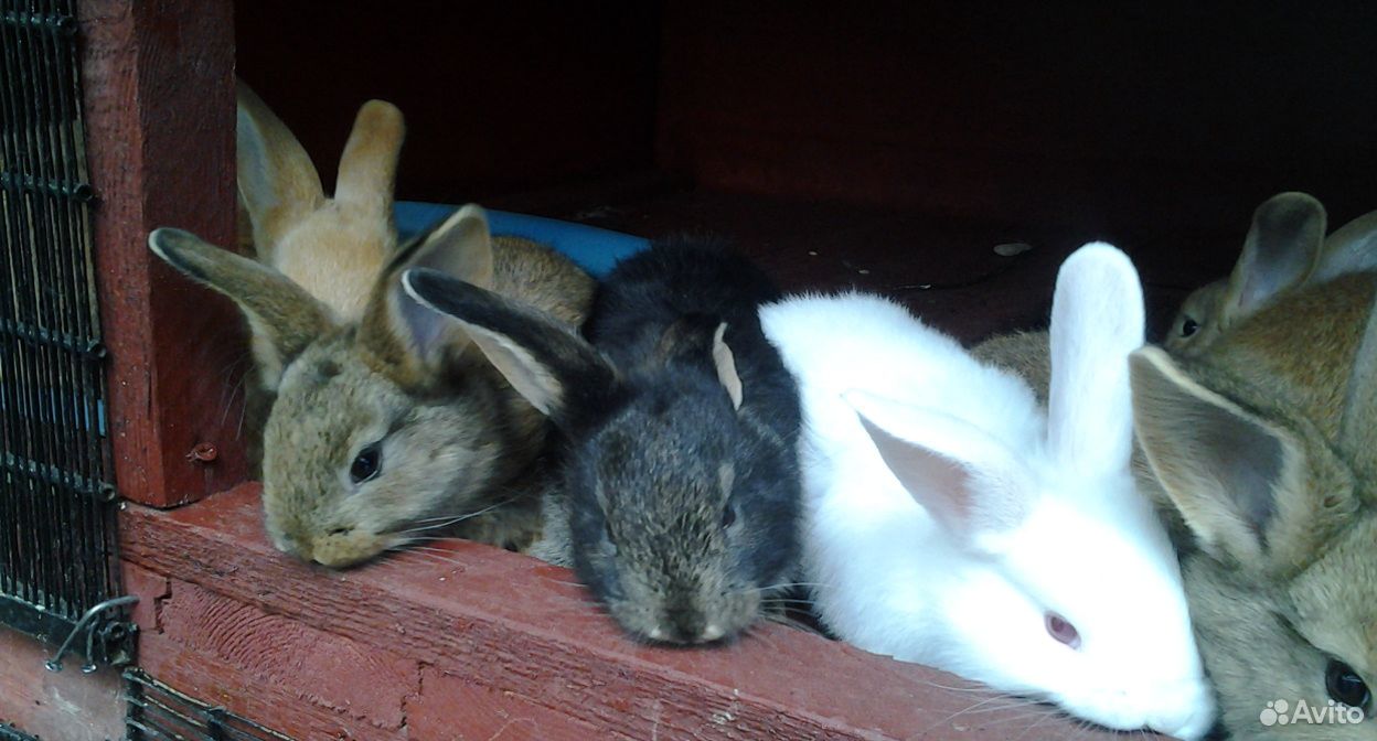 Кролики 1месяц,собственная селекция купить на Зозу.ру - фотография № 1