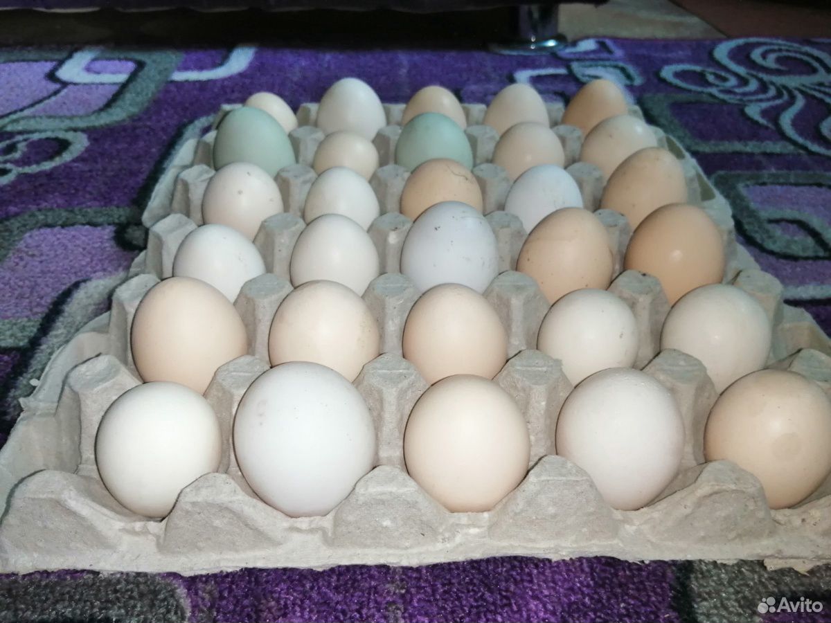 Яйцо домашних китайских кур купить на Зозу.ру - фотография № 2