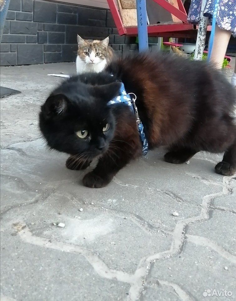 Стерилизованные кошки купить на Зозу.ру - фотография № 4