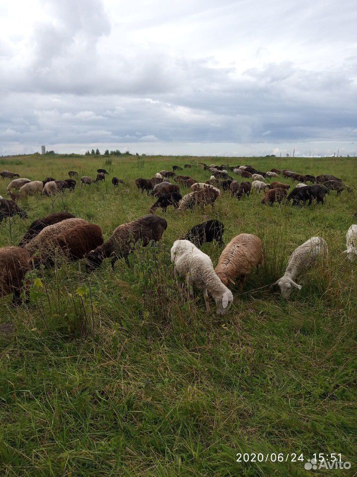 Овцы, ярки купить на Зозу.ру - фотография № 4