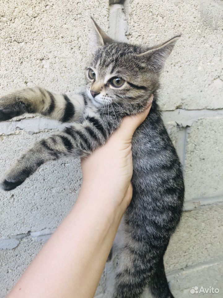 Отдам в хорошие руки котят Живут с мамой кошкой в купить на Зозу.ру - фотография № 5