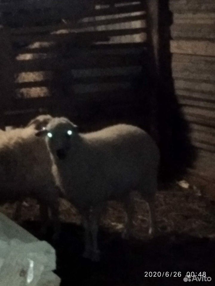 1 овец с чёрным глазами. год и три месяца купить на Зозу.ру - фотография № 4