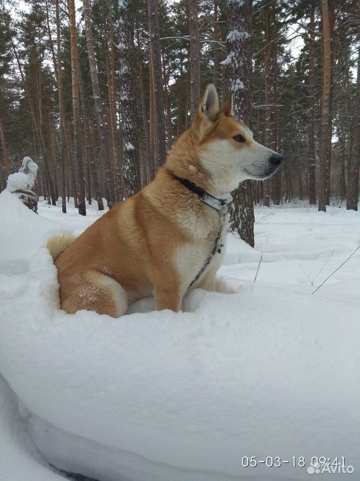 Щенок Лайки зсл