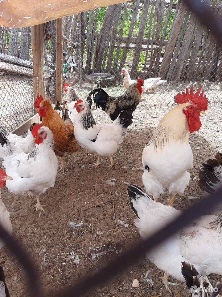 Суточные цыплята 16 шт купить на Зозу.ру - фотография № 3
