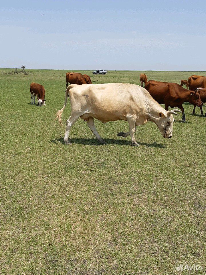 Корова с теленком купить на Зозу.ру - фотография № 9