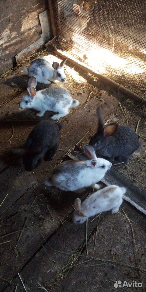 Крол,крольчиха,крольчата разных возростов купить на Зозу.ру - фотография № 2
