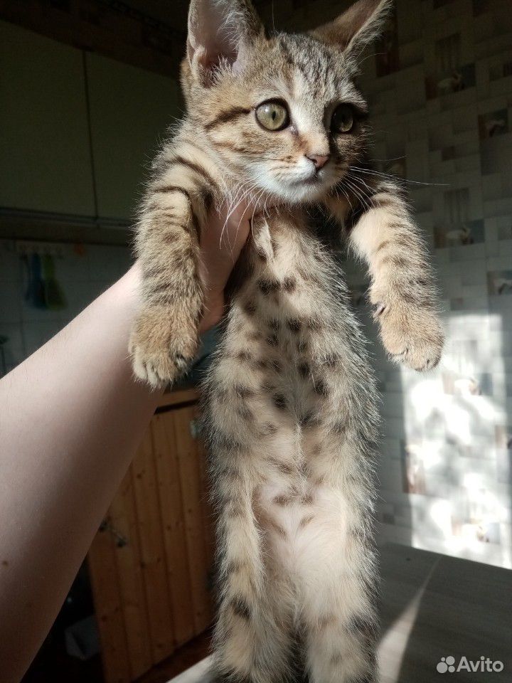 Кошка Мона купить на Зозу.ру - фотография № 1