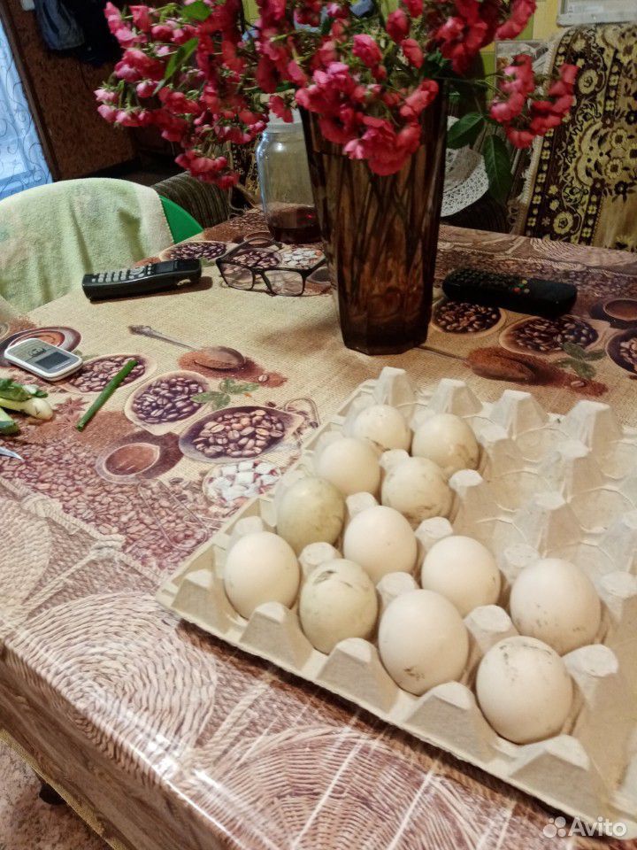 Яйцо инкубационное индоуток купить на Зозу.ру - фотография № 1