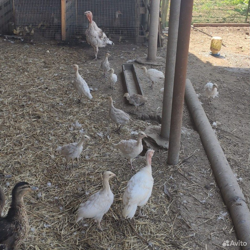Гуси, утки, цесарки, индюк, курицы купить на Зозу.ру - фотография № 3