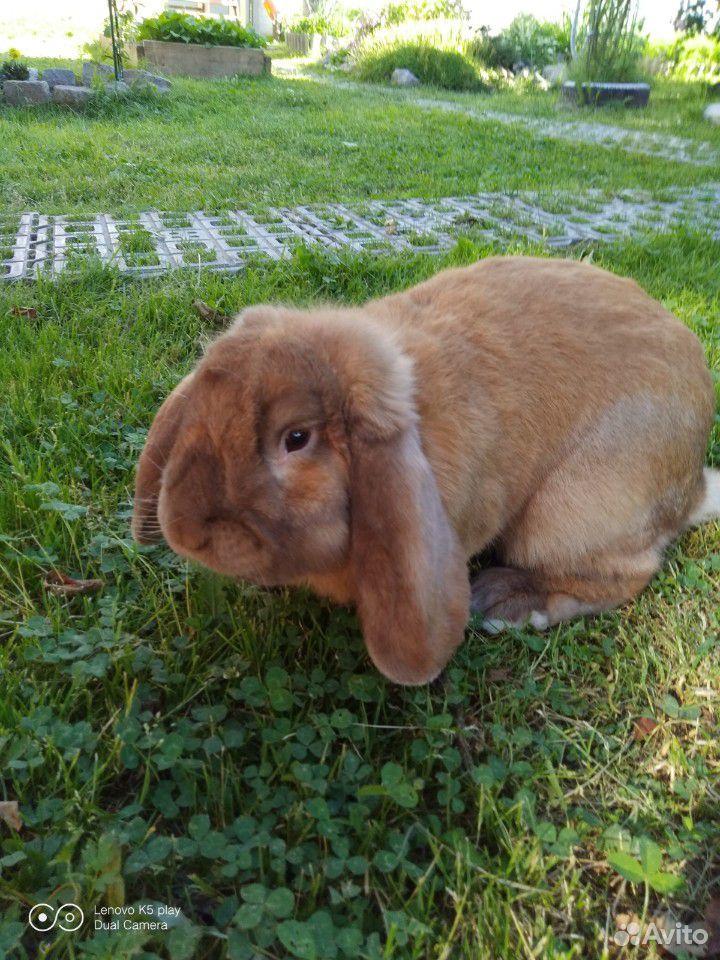 Кролик породы французский баран купить на Зозу.ру - фотография № 1