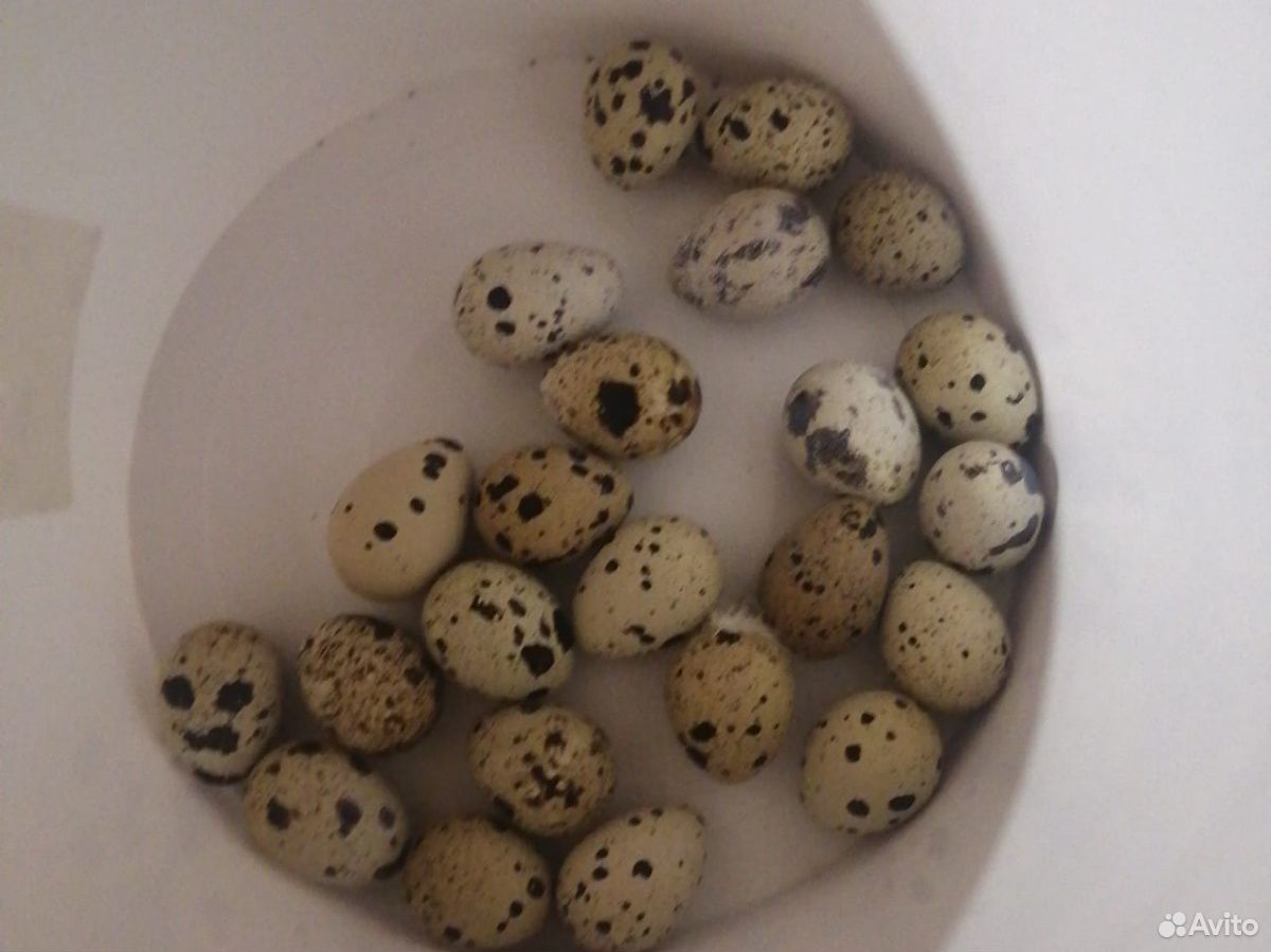 Яйца перепелиные купить на Зозу.ру - фотография № 3