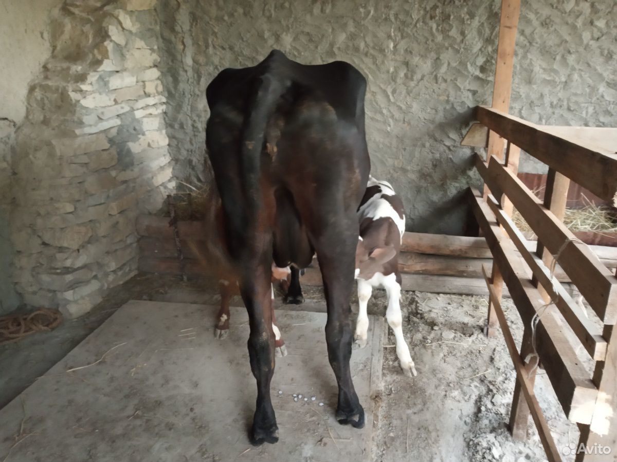 Корова с теленками купить на Зозу.ру - фотография № 1
