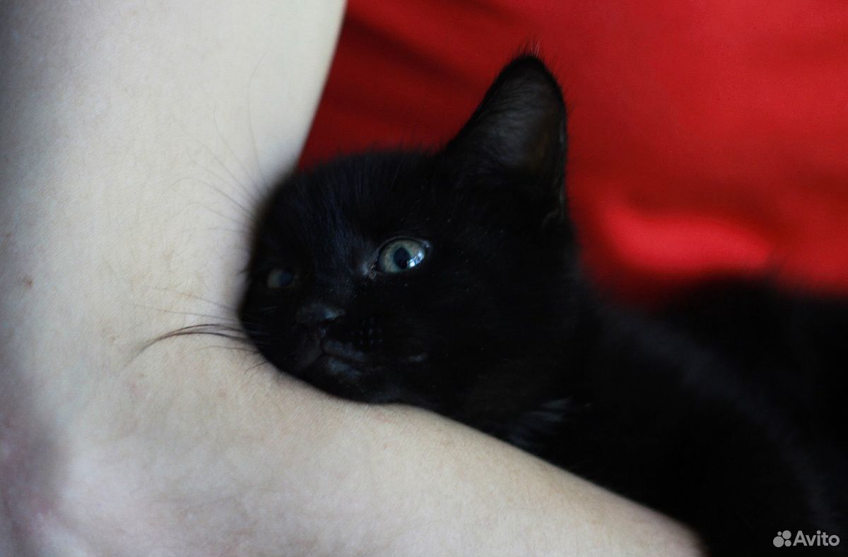 Черные котята, мальчики, 2 месяца купить на Зозу.ру - фотография № 4