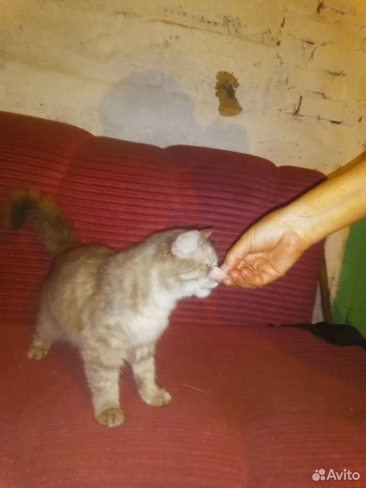Кошачка купить на Зозу.ру - фотография № 1
