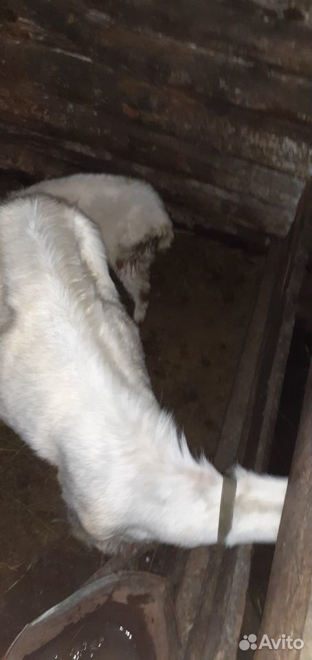 Продаются дойные козы, козел и молодые козлята купить на Зозу.ру - фотография № 4