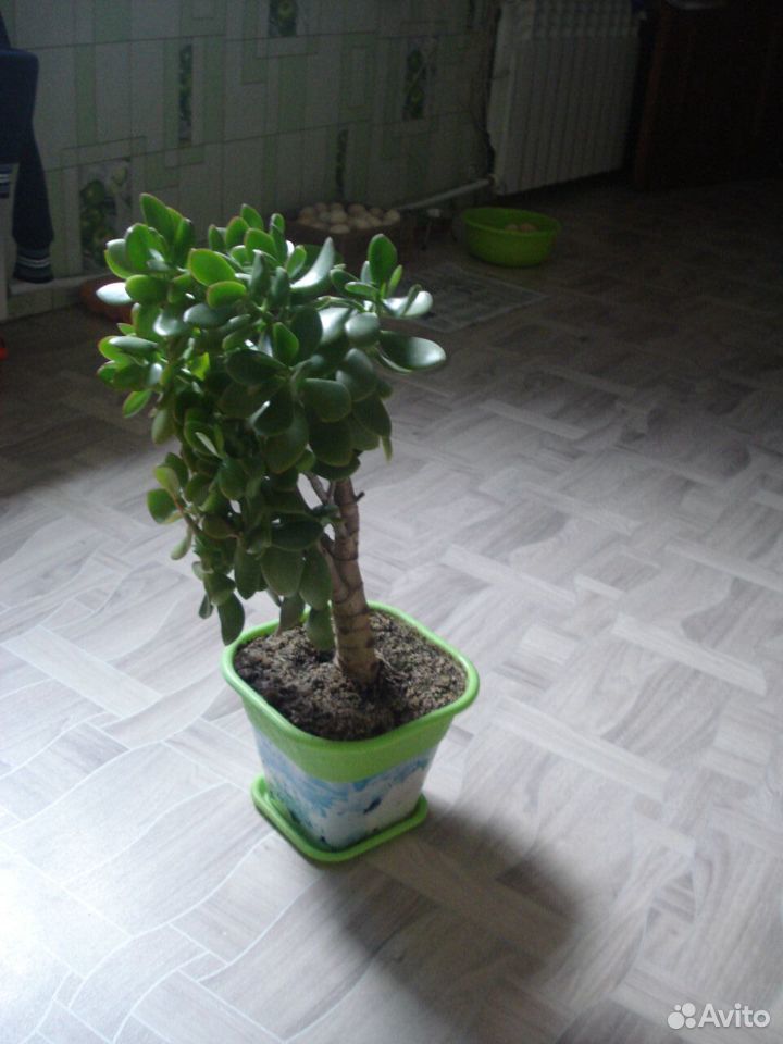 Денежное дерево купить на Зозу.ру - фотография № 2