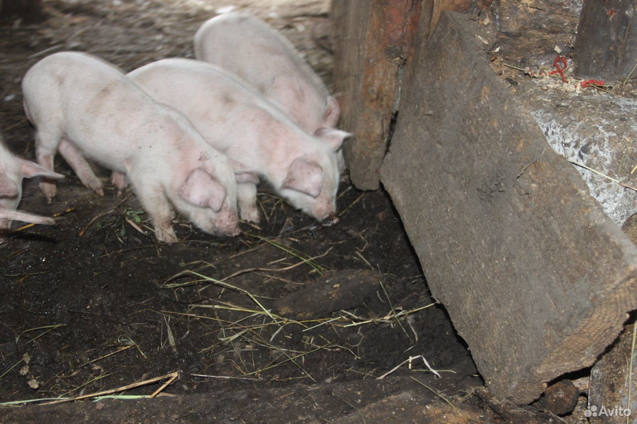 С\х животные свиньи купить на Зозу.ру - фотография № 3