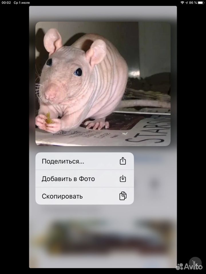 Ищу Лысую крысу дамбо купить на Зозу.ру - фотография № 1