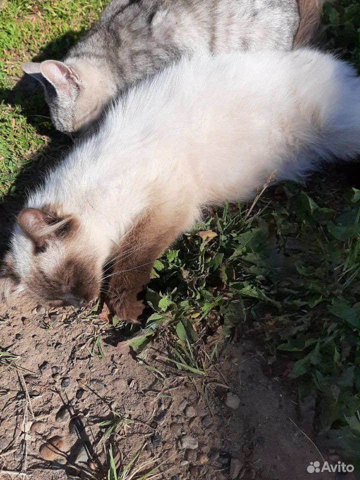 Сиамская кошка купить на Зозу.ру - фотография № 7