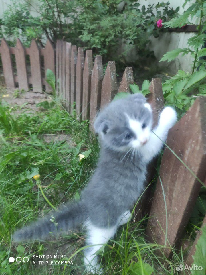 Вислоухий котенок купить на Зозу.ру - фотография № 5