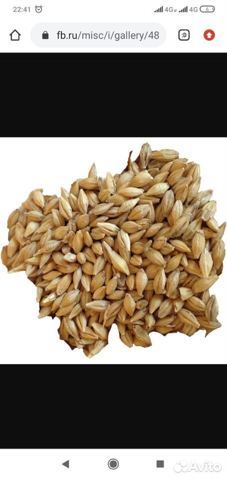 Ячмень пшеница 2020 купить на Зозу.ру - фотография № 1