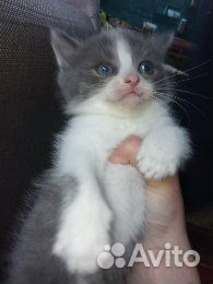 Милые котята купить на Зозу.ру - фотография № 3