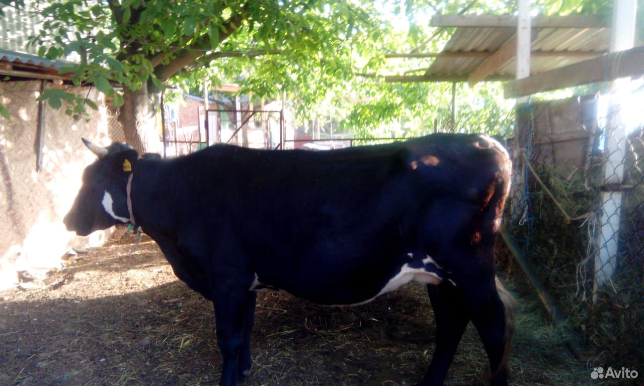Продается корова на мясо купить на Зозу.ру - фотография № 2