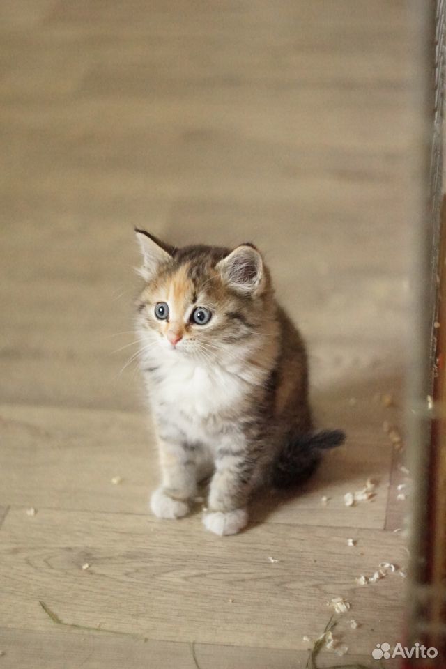 Трехцветный котенок в добрые руки купить на Зозу.ру - фотография № 8