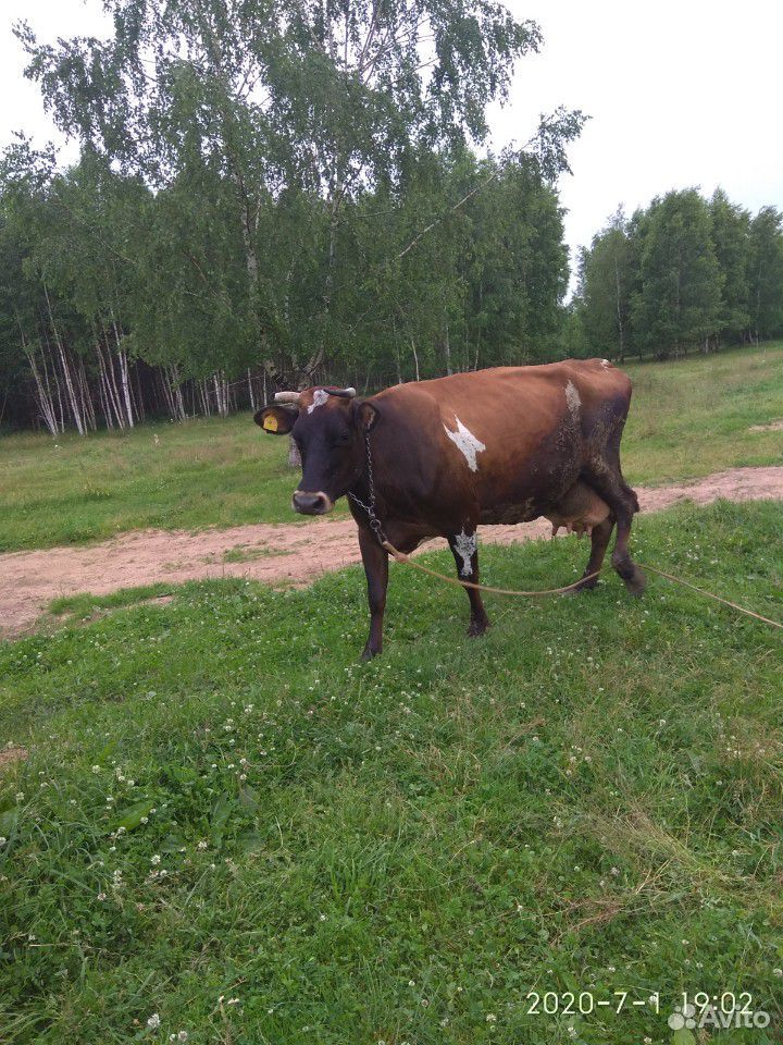 Корова купить на Зозу.ру - фотография № 9