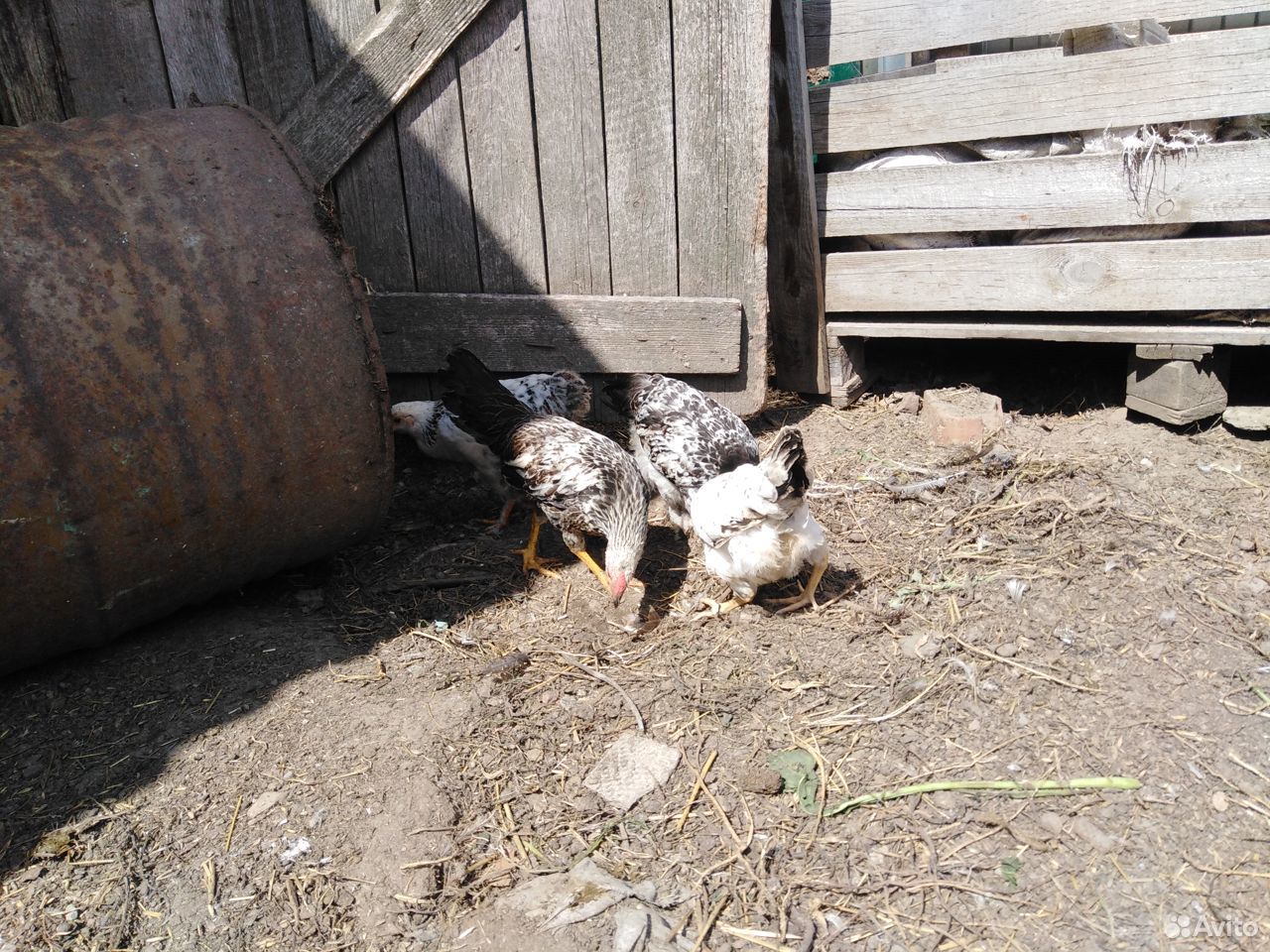 Подрощенные цыплята купить на Зозу.ру - фотография № 3