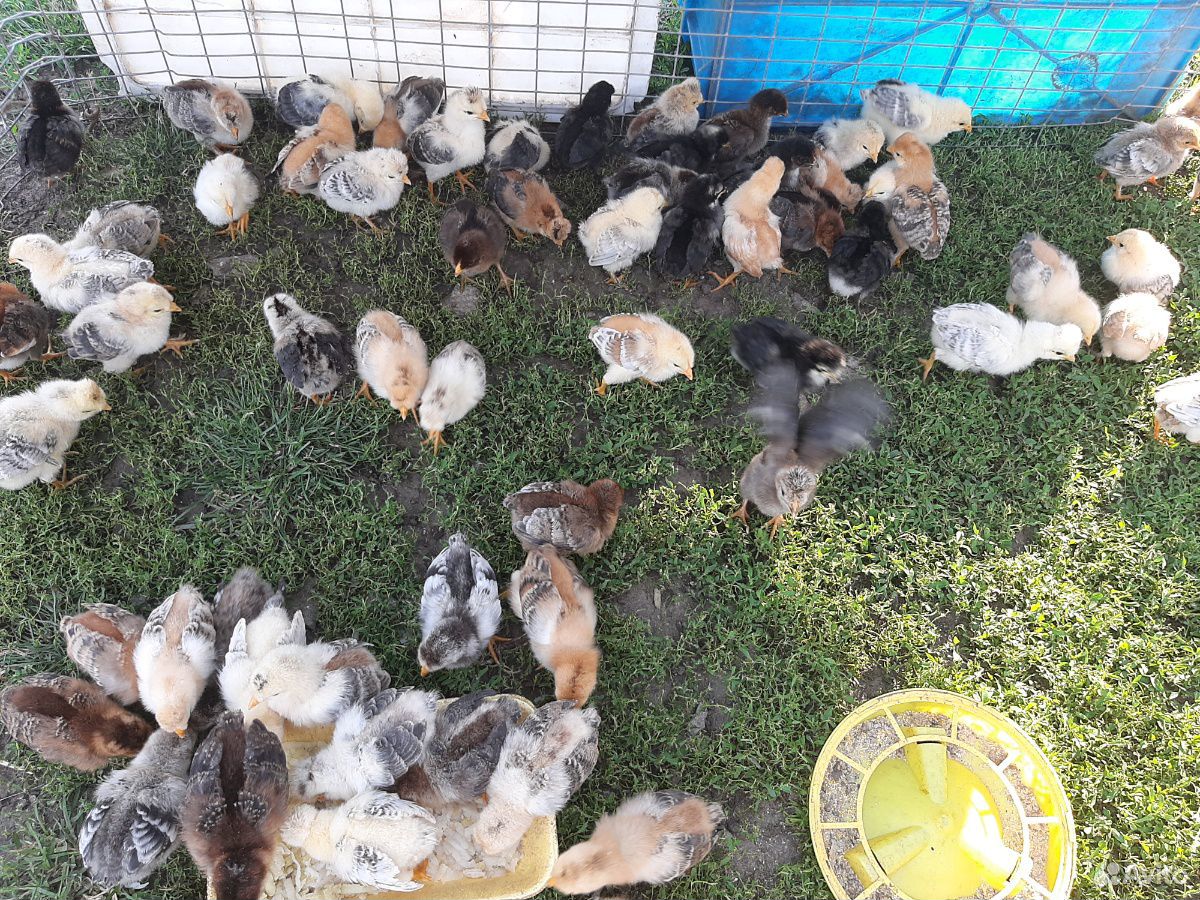 Продаю цыплят купить на Зозу.ру - фотография № 2