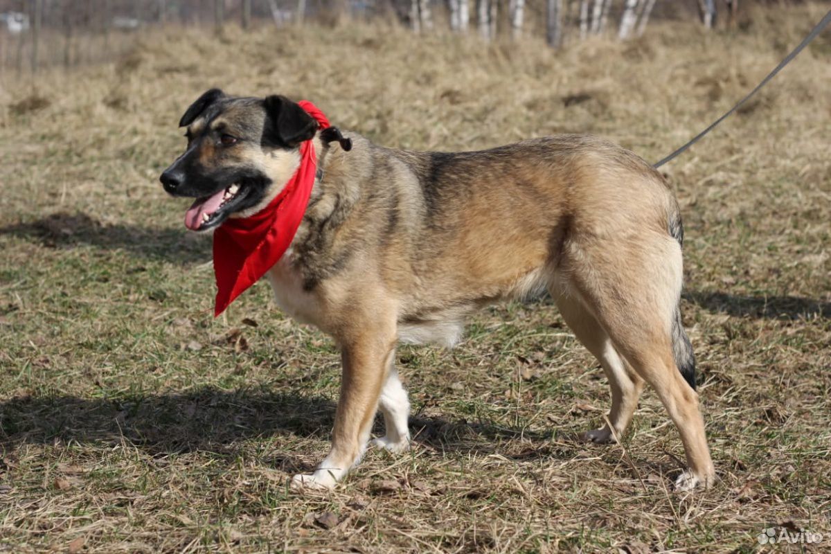 Собака ниже колена купить на Зозу.ру - фотография № 6