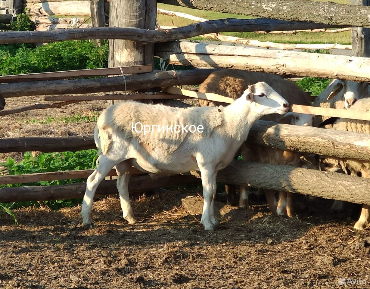 Катумские овцы купить на Зозу.ру - фотография № 3