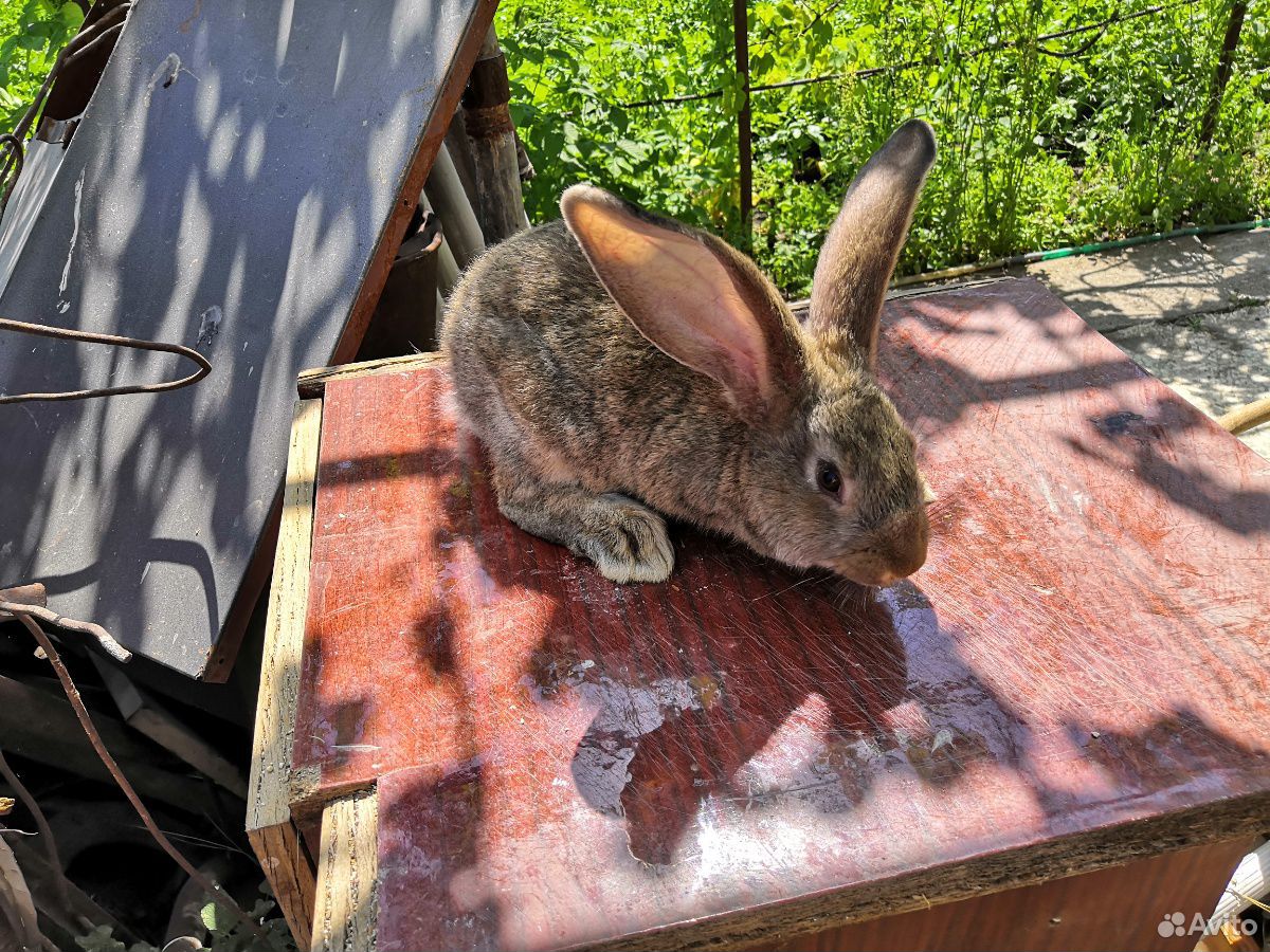 Кролик, порода фландер купить на Зозу.ру - фотография № 2