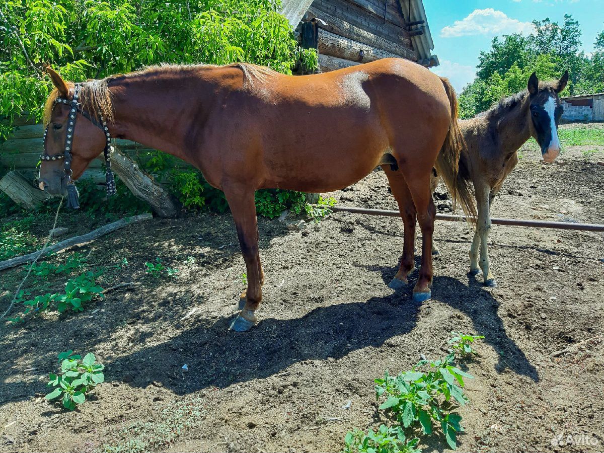 Лошадь с жеребенком купить на Зозу.ру - фотография № 1