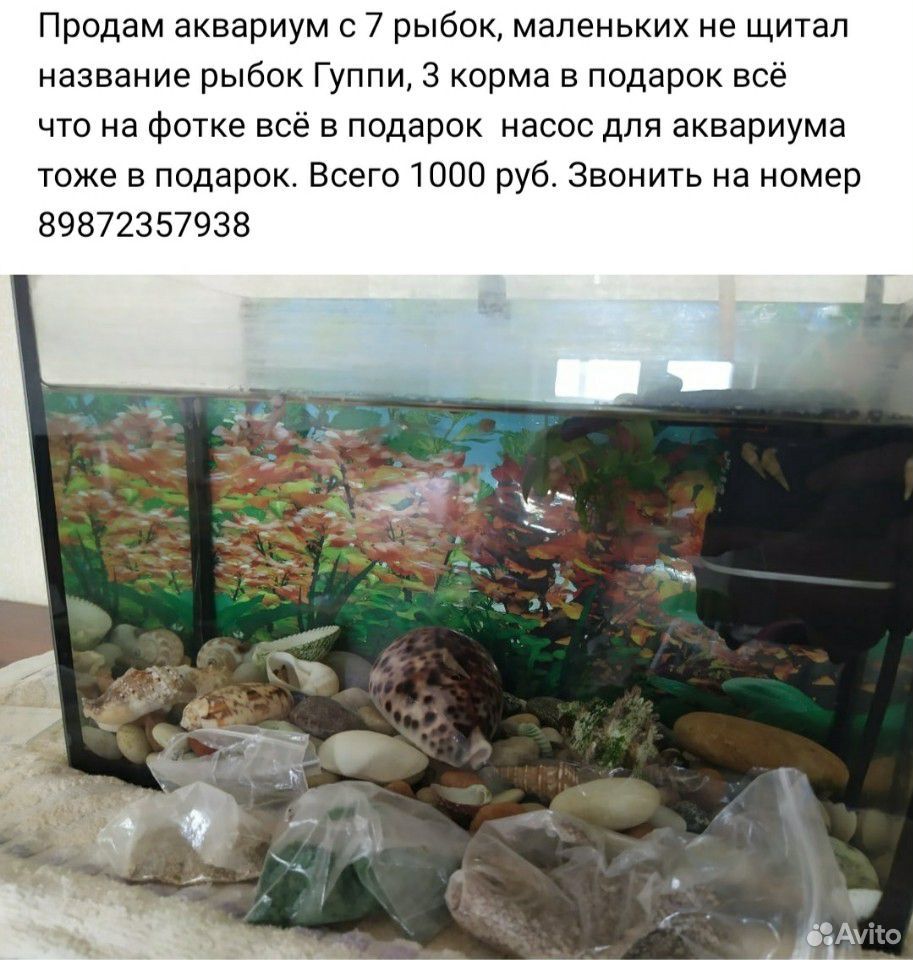 Продам аквариум с рыбаками гуппи купить на Зозу.ру - фотография № 1