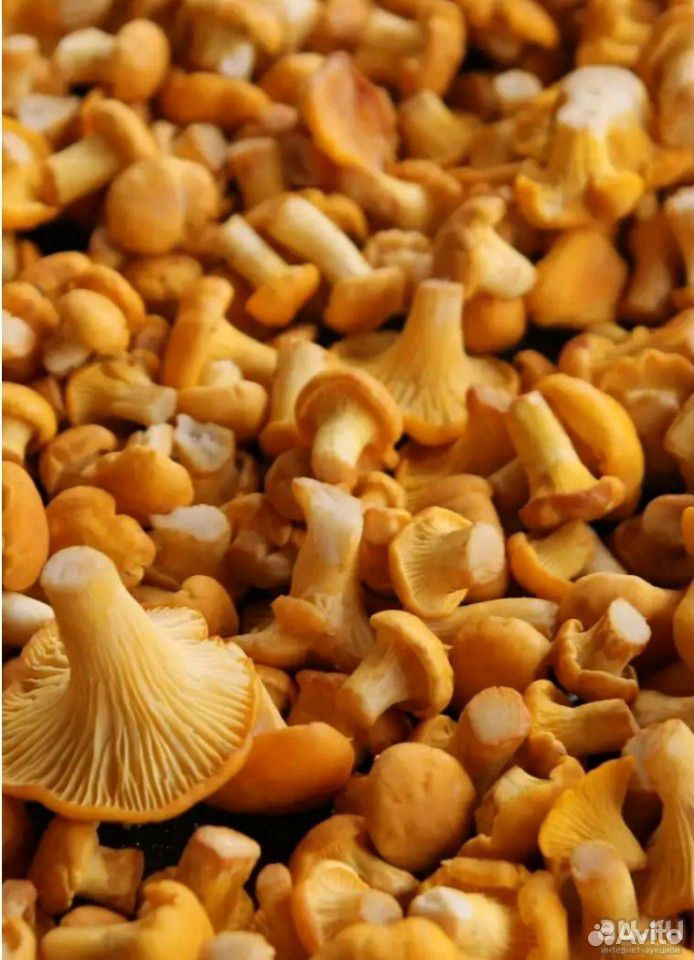 Лисички (грибы) купить на Зозу.ру - фотография № 1