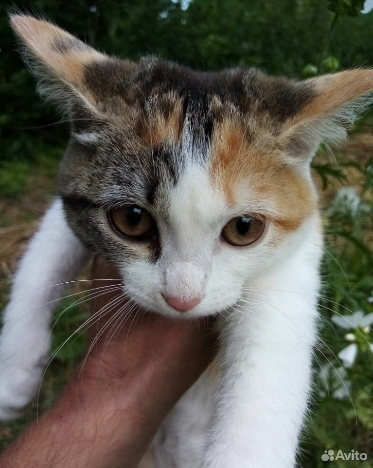 Котенок трехцветная девочка 2 месяца купить на Зозу.ру - фотография № 2