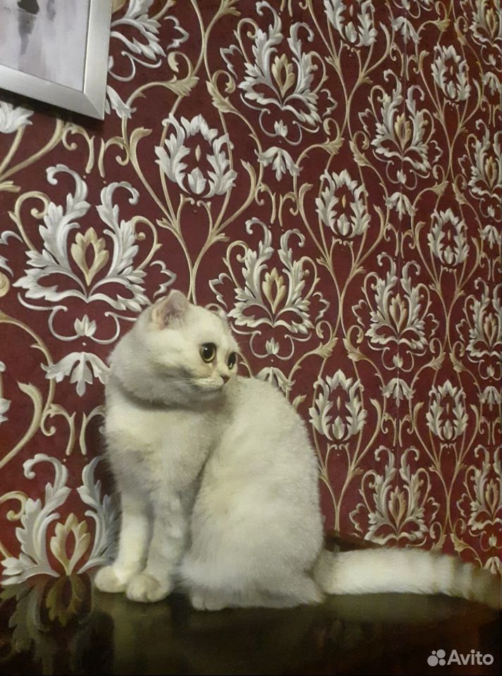 Вязка шотландская кошка купить на Зозу.ру - фотография № 2